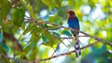 Sinharaja: Exploring Sri Lanka’s Enigmatic Rainforest