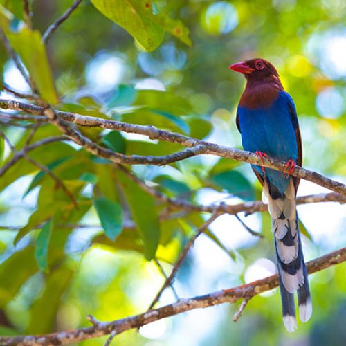 Sinharaja: Exploring Sri Lanka’s Enigmatic Rainforest